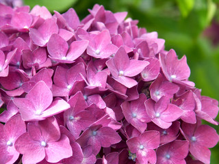  bouquet d'hortensias