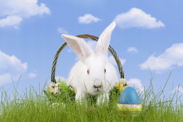 Wall Mural - Easter. The rabbit and a easter egg with a sky background