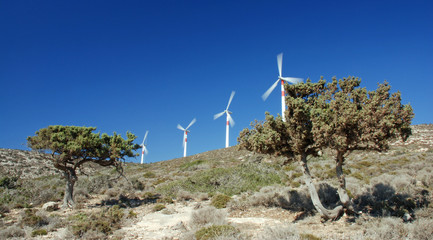 wind turbines between two pines against the blue sky