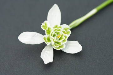 double snowdrop