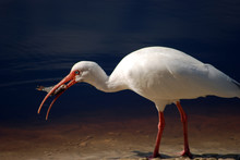 Closeup Of A White Ibis With A Fish In His Mouth