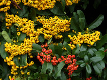 Red And Yellow Berries Of Pyracantha (firethorn)