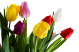 Fototapeta Tulipany - Color tulips isolated on white
