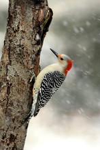 Red-bellied Woodpecker (Melanerpes Carolinus) In A Snow Storm