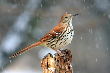 Wall Mural - Brown Thrasher (Toxostoma rufum) in a Snow Storm