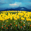 canvas print picture    tulips in a field with mountains in the background
