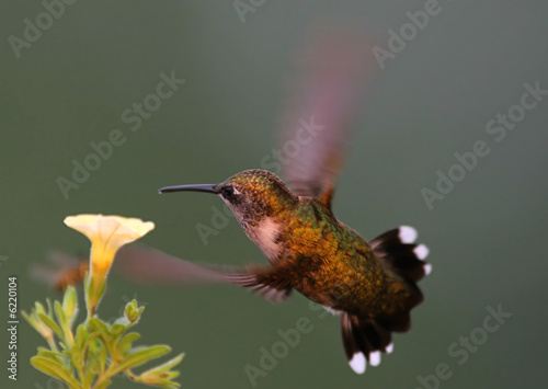 Plakat na papierze fotorealistycznym Rubinowy koliber (archilochus colubris)