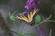 Tiger Swallowtail Butterfly (papilio Glaucas)