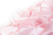 Abstract Background Of Fresh Pink Rose Petals