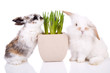 Leinwanddruck Bild - Cute little easter bunnies on white background 