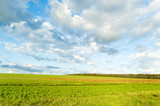 Fototapeta Do pokoju - White beautiful clouds and a green field.