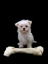 A Cute Little Dog Standing Next To A Big Bone
