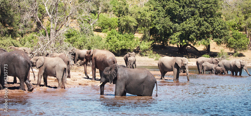 Naklejka samoprzylepna Stado słoni w pojeniu, chobe n.p., botswana