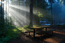 Foggy Forest With Sun Beam, Lynn Valley Park