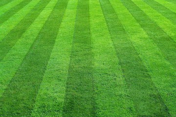 green grass