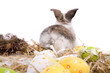 Leinwanddruck Bild Cute little bunny with it's back towards the camera 