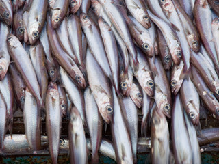 blue witing fish on deck factory vessel