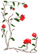 red rose vine