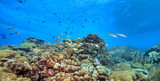 Fototapeta Do akwarium - Coral reef panoramic 