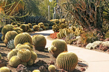 Cacti Walkway