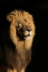 Wall Mural - big male african lion (panthera leo)
