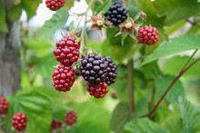 Ripe And  Unripe  Blackberries Bunch On A Farm, Close-up