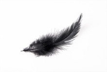 Black Bird Feather On White Background