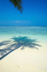 One palmtree on a beach in the Indian Ocean, Maldives