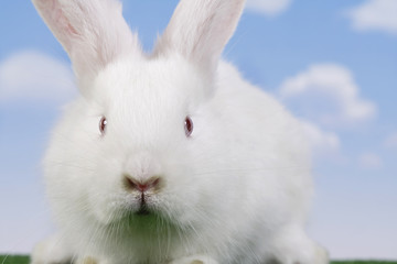 Wall Mural - Easter. The rabbit with a sky background