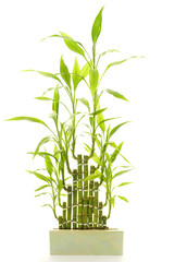 Wall Mural - Bamboo isolated on white background