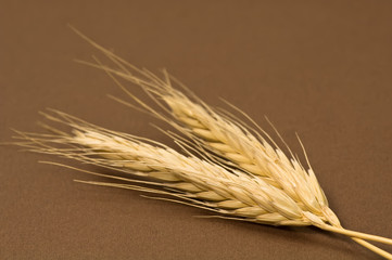 Dried rye