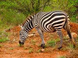 Fototapeta Sawanna - zebra
