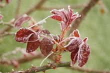 Rose Leaves Frosted