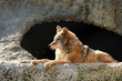 The wolf brightly shined by the sun lays near a cave