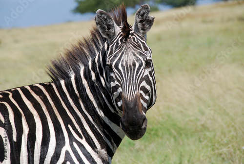Plakat na papierze fotorealistycznym Zebra w parku Etiopii