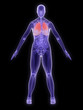 menschliche anatomie mit hervorgehobener lunge