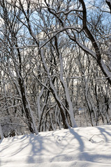 Canvas Print - Winter landscape of a sunny forest after a heavy snowfall