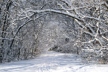 Canvas Print - Path in winter forest after a snowfall