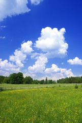 Wall Mural - Photo of meadow in sunny day.