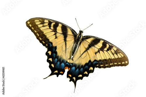 Fotomural Eastern Tiger Swallowtail butterfly isolated on white.