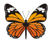Vector Image Of Orange Butterfly