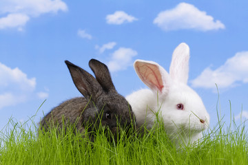 Wall Mural - Easter. The rabbit with a sky background