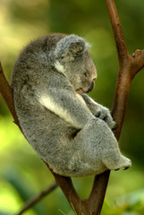 Wall Mural - Australian Koala