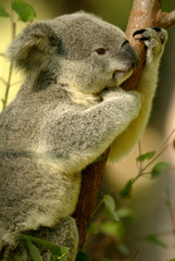 Wall Mural - Australian Koala