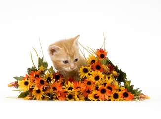 Wall Mural - A kitten sits by flowers