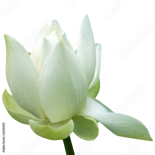 Fleur De Lotus Sur Fond Blanc Buy This Stock Photo And