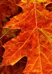 Wall Mural - bright leaves
