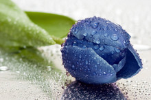 Blue Tulip With Water Drops
