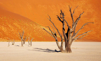 Dead tree in Dead Vlei - Sossusvlei, Namib Desert, Namibia