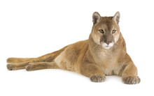 Puma (17 Years) - Puma Concolor